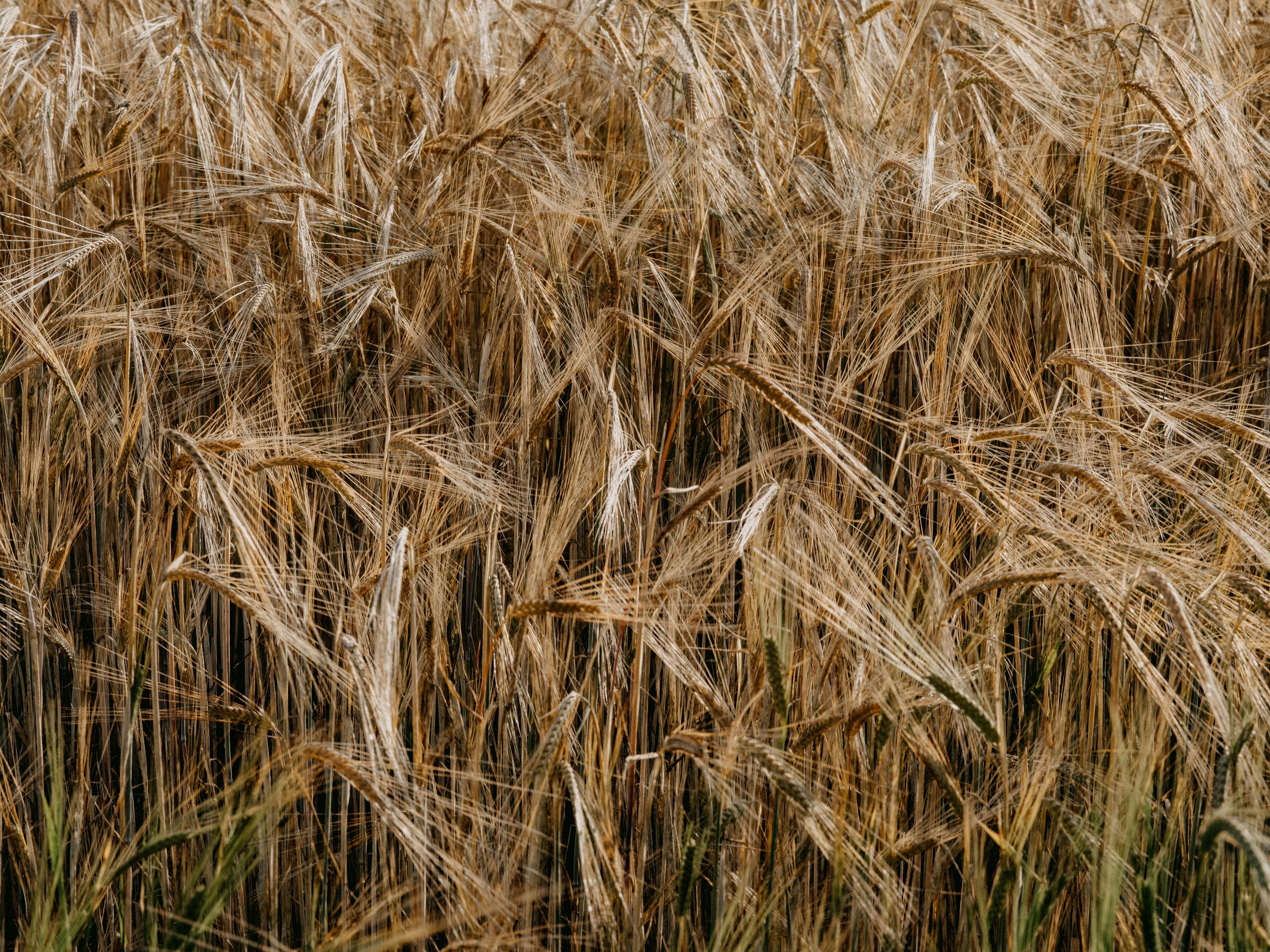 brown wheat field during daytime